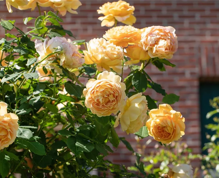 Rosen im Herbst pflanzen und
