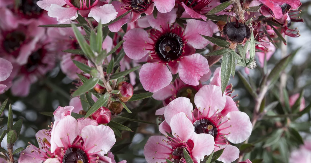 Leptospermum scoparium