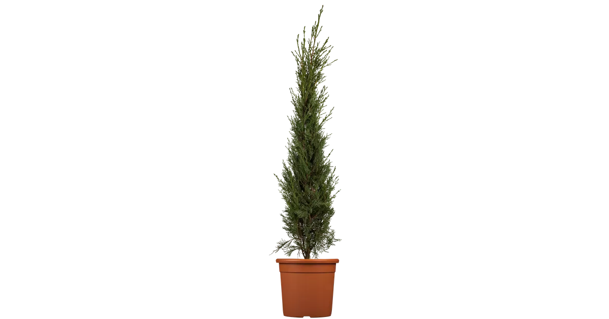 Cupressus sempervirens 'Pyramidalis'
