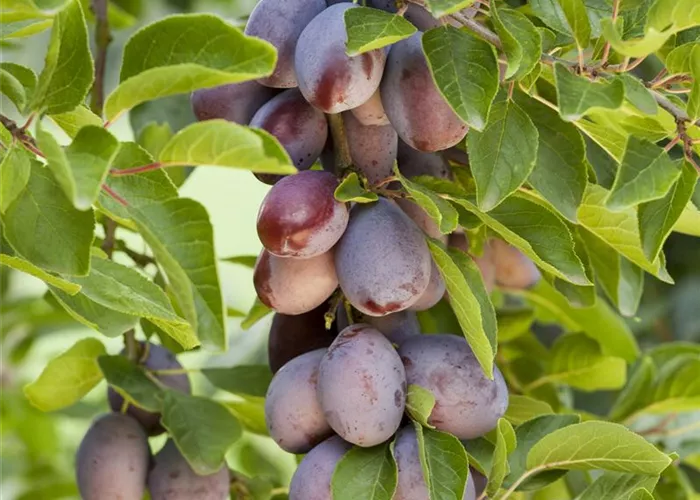 Prunus domestica 'Imperial' CAC