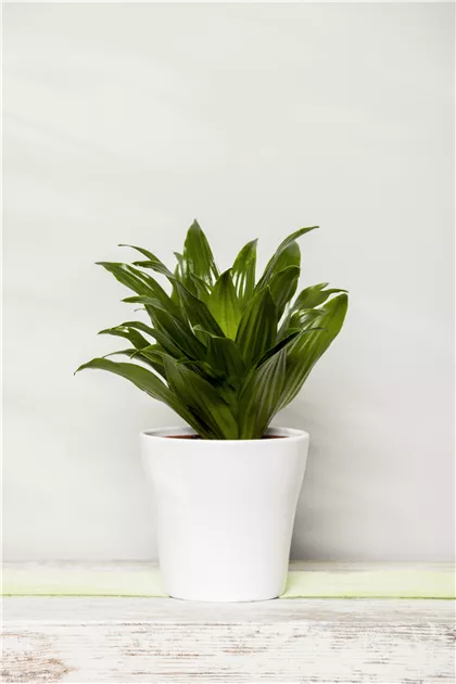 dracaena pflege gelbe blätter Dracaena Marginata Sunray Drachenbaum Zimmerpflanze Ø17cm kaufen main image 1
