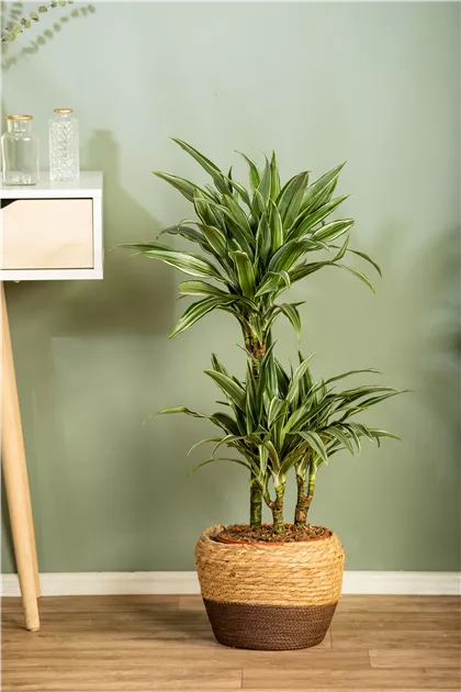 Dracaena fragrans 'Warneckei'