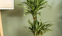 Dracaena fragrans 'Warneckei'