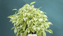 Ficus benjamina 'Natasja'