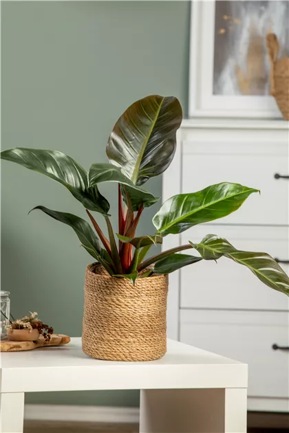 philodendron lemon lime vs moonlight Shop 'Philodendron Moonlight Plant' Care & Growing Guide main image 1