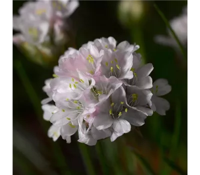 Armeria maritima 'Armada Pink'