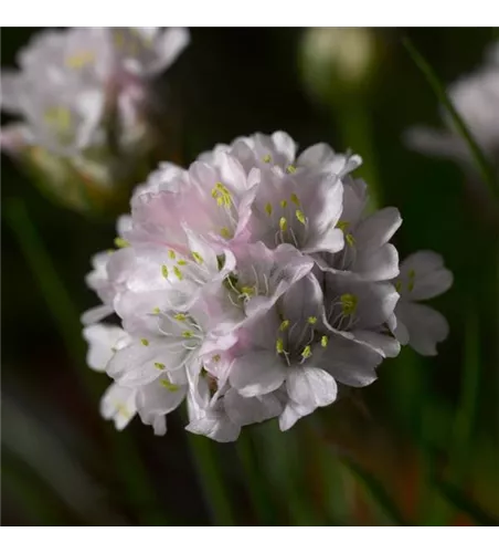 Armeria maritima 'Armada Pink'