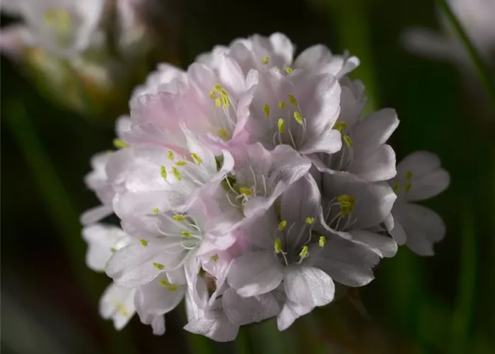 Armeria maritima 'Armada Pink'