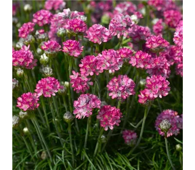 Armeria maritima 'Armada Rose'
