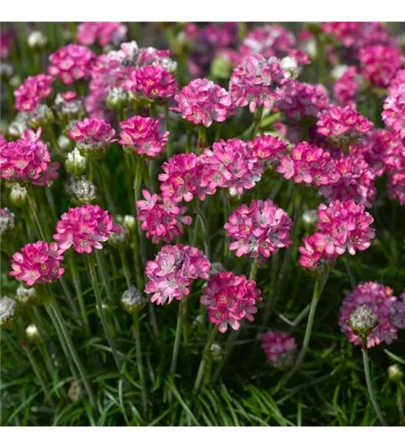 Armeria maritima 'Armada Rose' Armeria maritima 'Armada Rose'