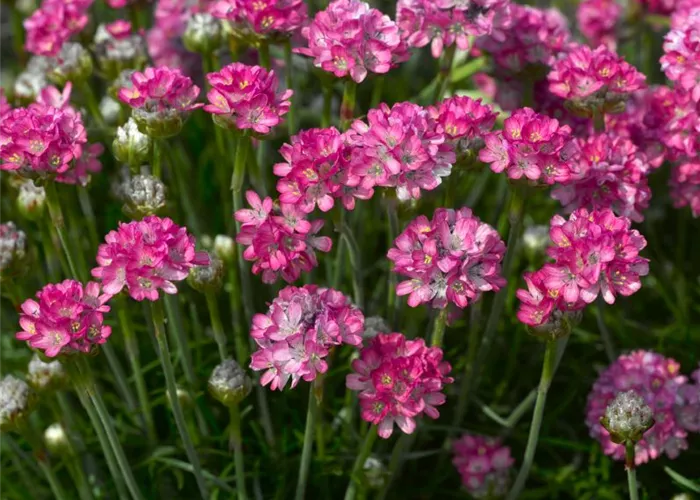 Armeria maritima 'Armada Rose'