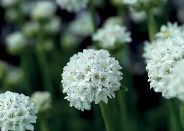 Armeria maritima 'Armada White'
