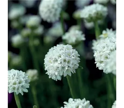 Armeria maritima 'Armada White'