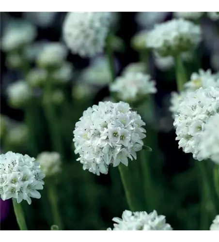 Armeria maritima 'Armada White'
