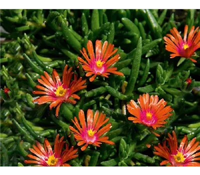 Delosperma Lido 'Orange with Pink Eye' 