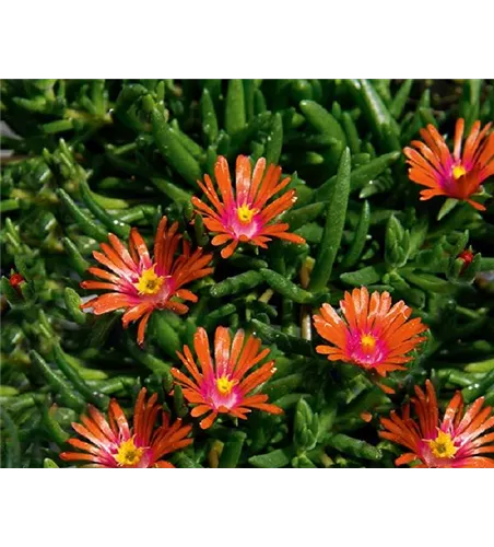 Delosperma Lido 'Orange with Pink Eye' 