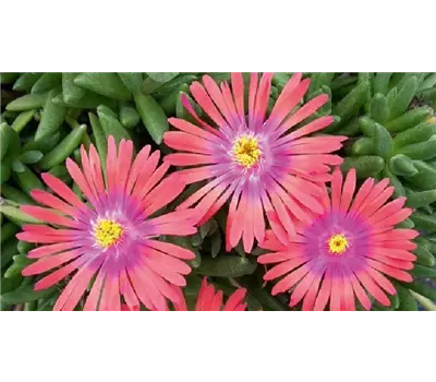 Delosperma Lido 'Orange with Pink Eye' 