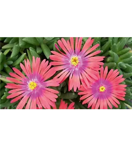 Delosperma Lido 'Orange with Pink Eye' 
