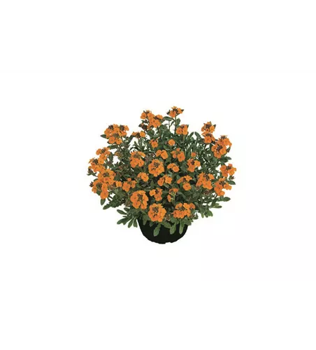 Erysimum cheiri 'Mango Zwerg'