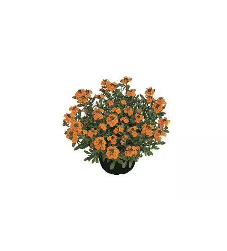 Erysimum cheiri 'Mango Zwerg'