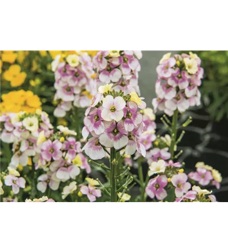 Erysimum cheiri 'Winter Charme'