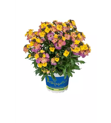 Erysimum cheiri 'Winter Carnival'