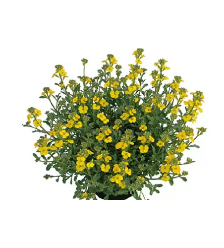Erysimum cheiri 'Zwerg'