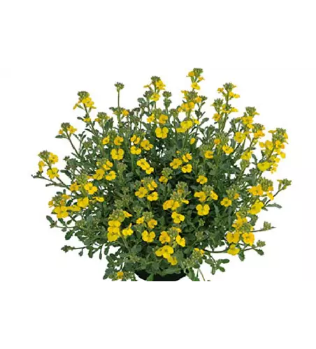 Erysimum cheiri 'Zwerg'