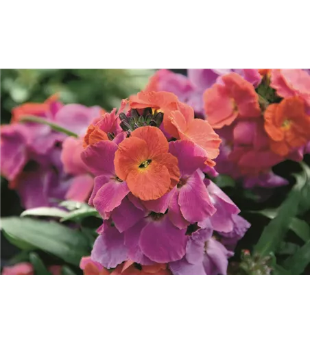 Erysimum cheiri 'Winter Love'