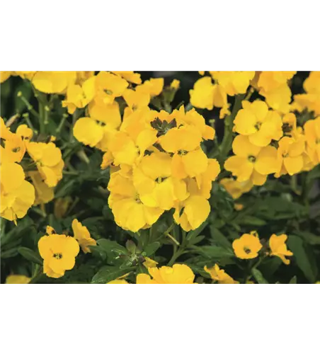 Erysimum cheiri 'Winter Power'
