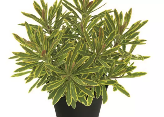 Euphorbia polychroma 'Ascot Rainbow'