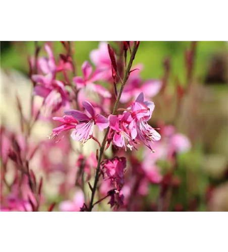 Gaura lindheimeri 'Geyser® White'