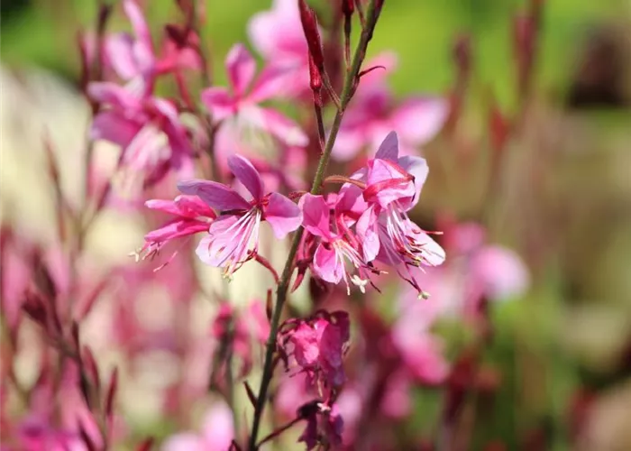 Gaura lindheimeri 'Geyser® White'