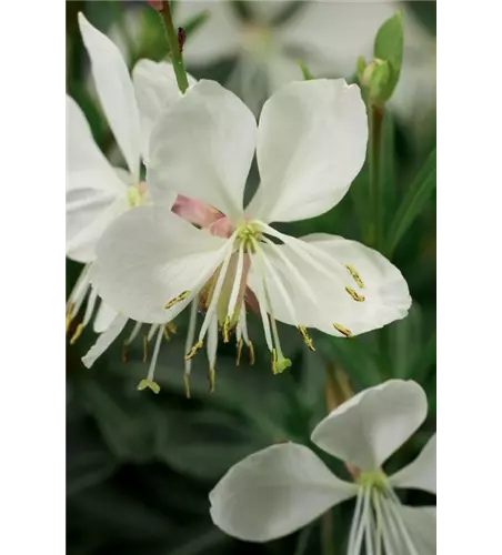 Gaura lindheimeri 'Geyser® White'