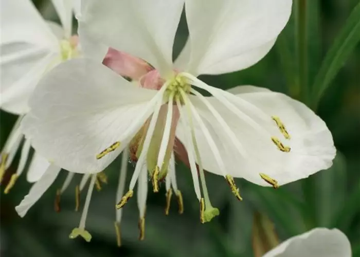Gaura lindheimeri 'Geyser® White'