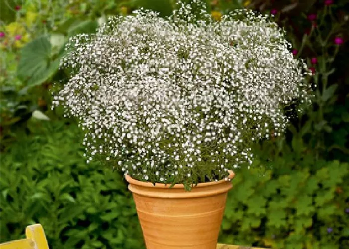 Gypsophila paniculata 'Summer Sparkles' Gypsophila paniculata 'Summer Sparkles'