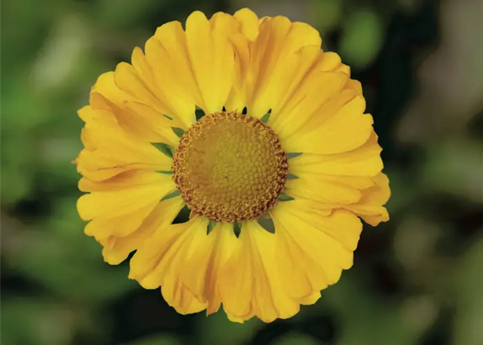 Helenium 'HayDay™ Orange'