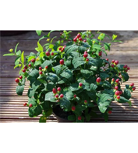 Hypericum inodorum 'Magic Marbles Red'