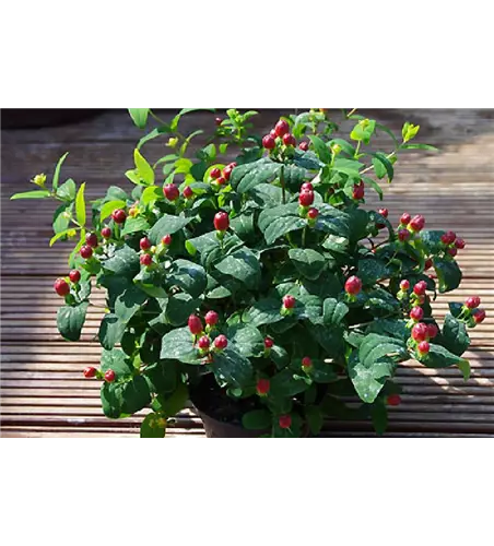 Hypericum inodorum 'Magic Marbles Red'