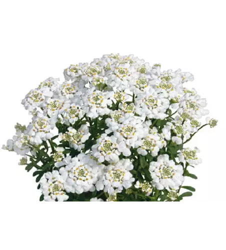 Iberis semperviens 'Masterpiece'