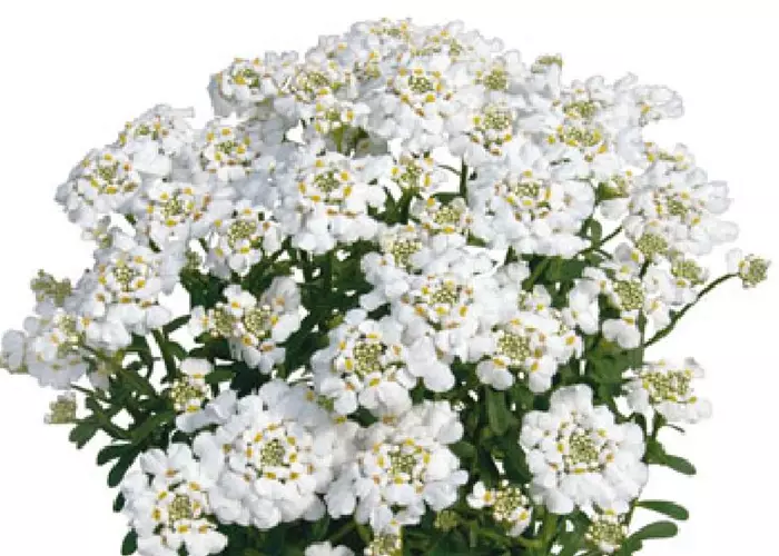 Iberis semperviens 'Masterpiece'