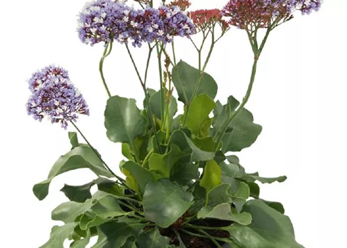 Limonium 'Purple Parachute' Limonium 'Purple Parachute'