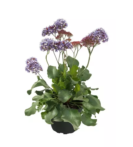 Limonium 'Purple Parachute'