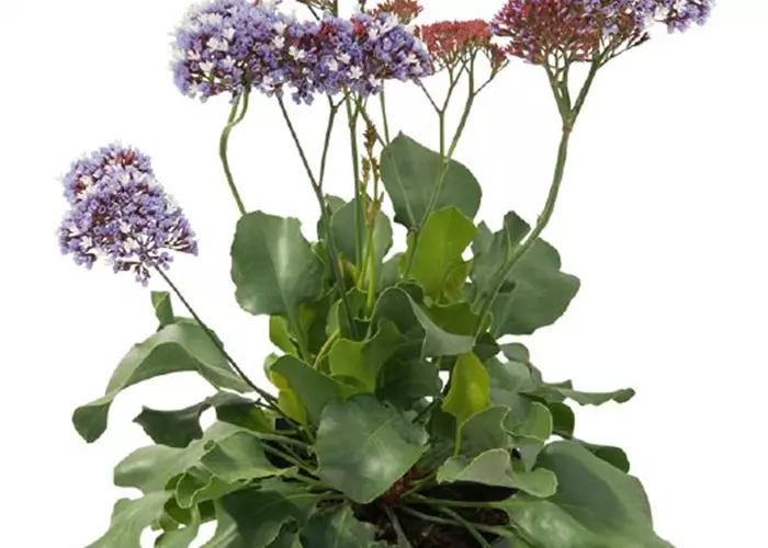 Limonium 'Purple Parachute'