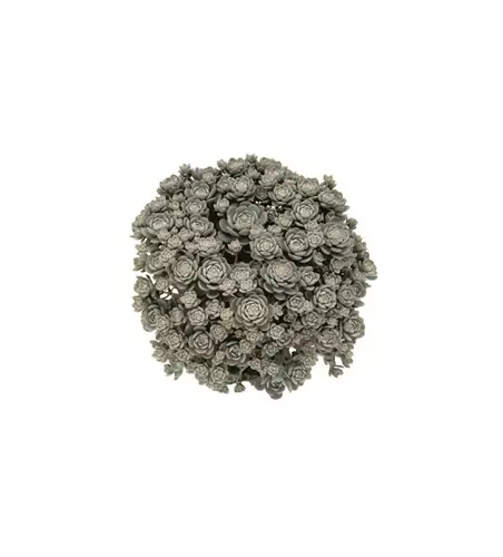Orostachys iwarenge 'Chin. Narrenkappe'