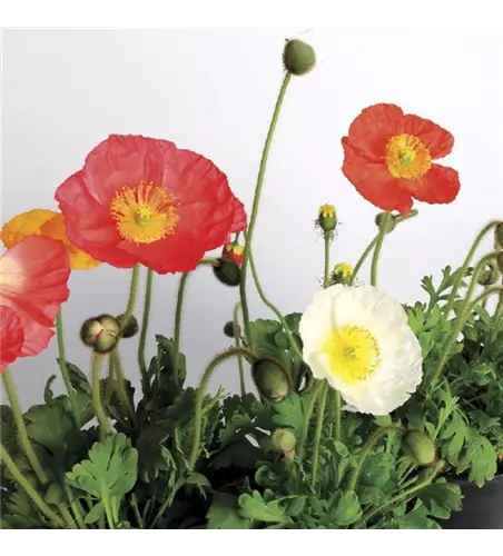 Papaver nudicaule 'Pulchinella Mix'