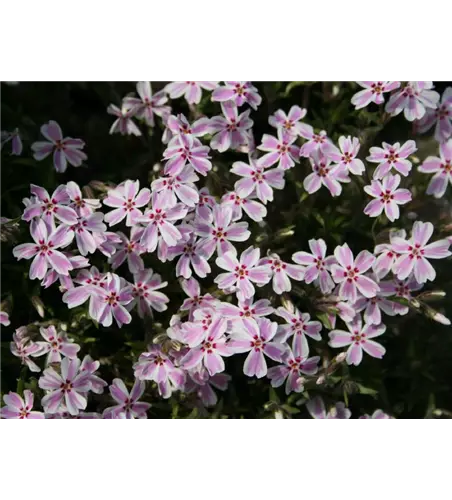 Phlox subulata 'Candy Stripes'