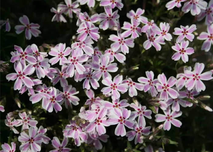 Phlox subulata 'Candy Stripes'