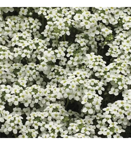 Pritzelago alpina 'Ice Cube'