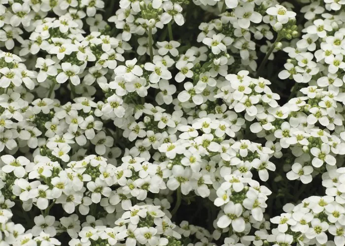 Pritzelago alpina 'Ice Cube' Pritzelago alpina 'Ice Cube'